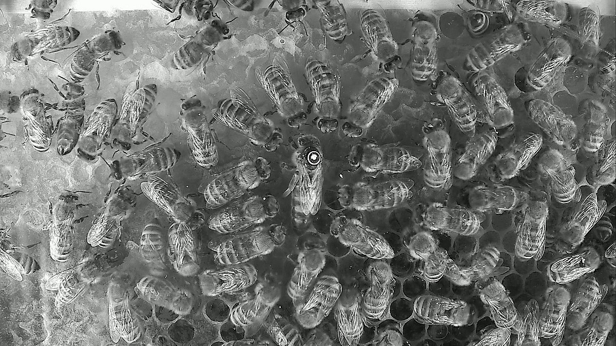 Bee Hive Under Microscope